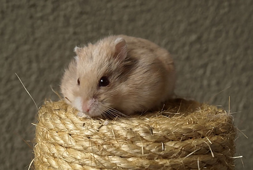 Привет от Микки Мауса: чем опасны домашние грызуны