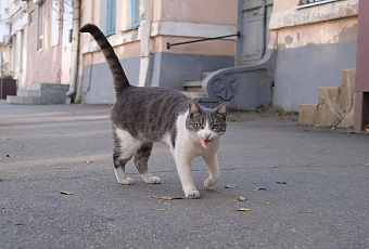 В Москве представили систему для «чтения мыслей» домашних кошек