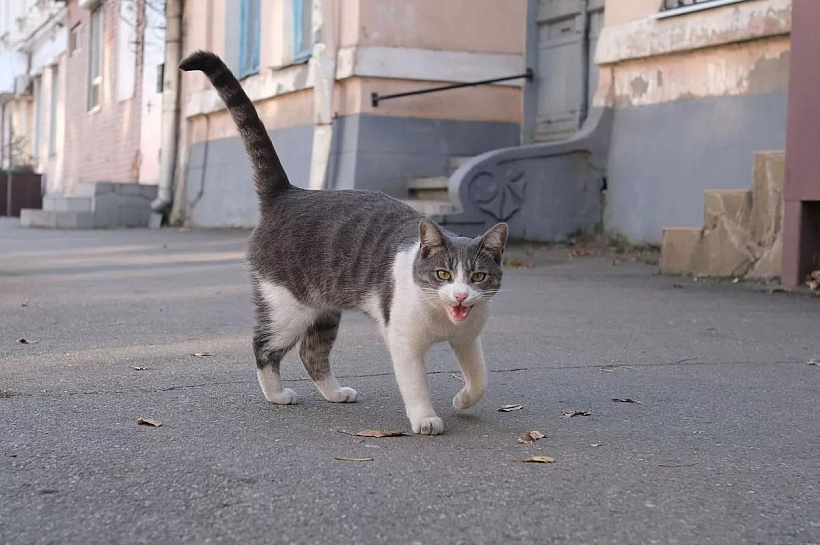 В Москве представили систему для «чтения мыслей» домашних кошек