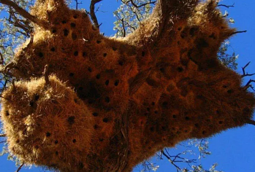 Как разные животные строят себе жилища