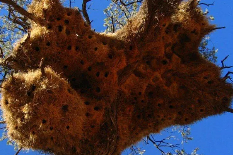 Как разные животные строят себе жилища