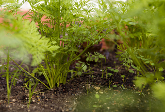 Зелень с грядки: как получить петрушку на собственном огороде