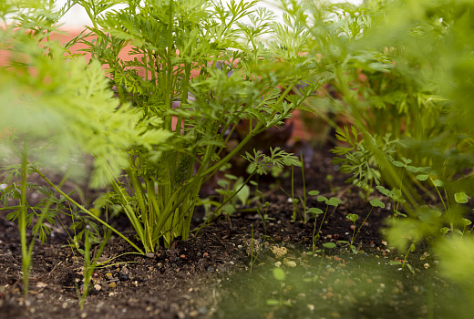 Осенняя забота: важный этап подготовки огорода к зиме
