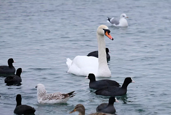 Сочи и Санкт-Петербург возглавили топ-10 туристических направлений России на 2026 год