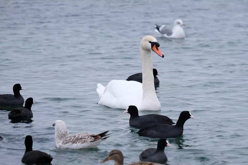 Сочи и Санкт-Петербург возглавили топ-10 туристических направлений России на 2026 год