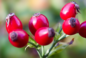 Собачья роза и ласковый защитник – почему так называют шиповник