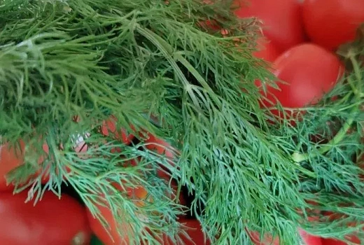 Молоко с йодом от тли на укропе: как 