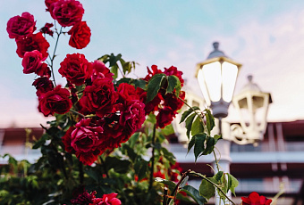 Обрезание для королевы: главное, что надо знать об уходе за розами