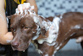 Радость с запахом: как избавиться от запаха животного