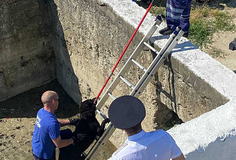 Новороссийские спасатели достали из глубокой ливневки собаку