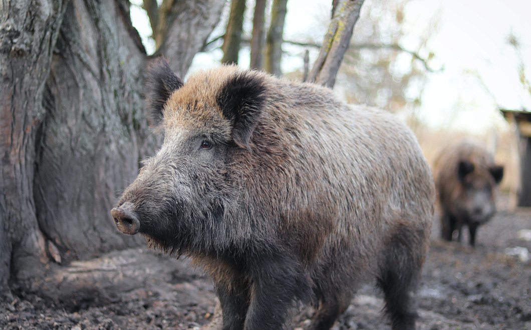 Бегущих по городу «кабанов-спортсменов» сняли на видео в российском регионе