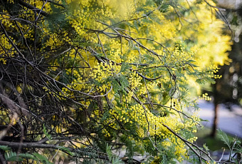 Морозная ночь и ясный день: синоптики рассказали о погоде в Краснодарском крае на 8 Марта