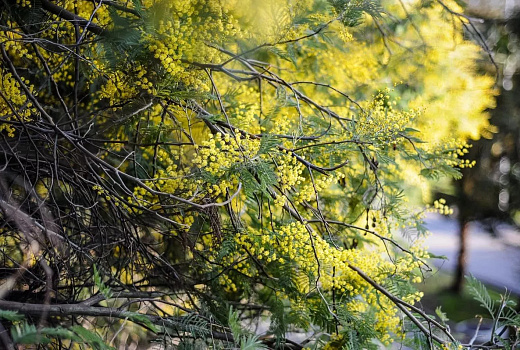 Морозная ночь и ясный день: синоптики рассказали о погоде в Краснодарском крае на 8 Марта