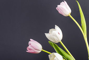 Весна в доме: выращиваем тюльпаны без сада