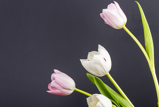 Весна в доме: выращиваем тюльпаны без сада