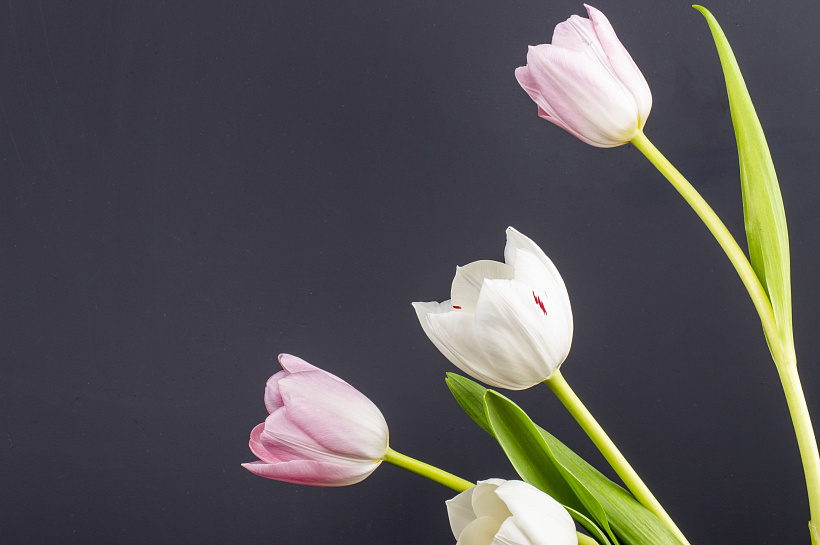 Весна в доме: выращиваем тюльпаны без сада