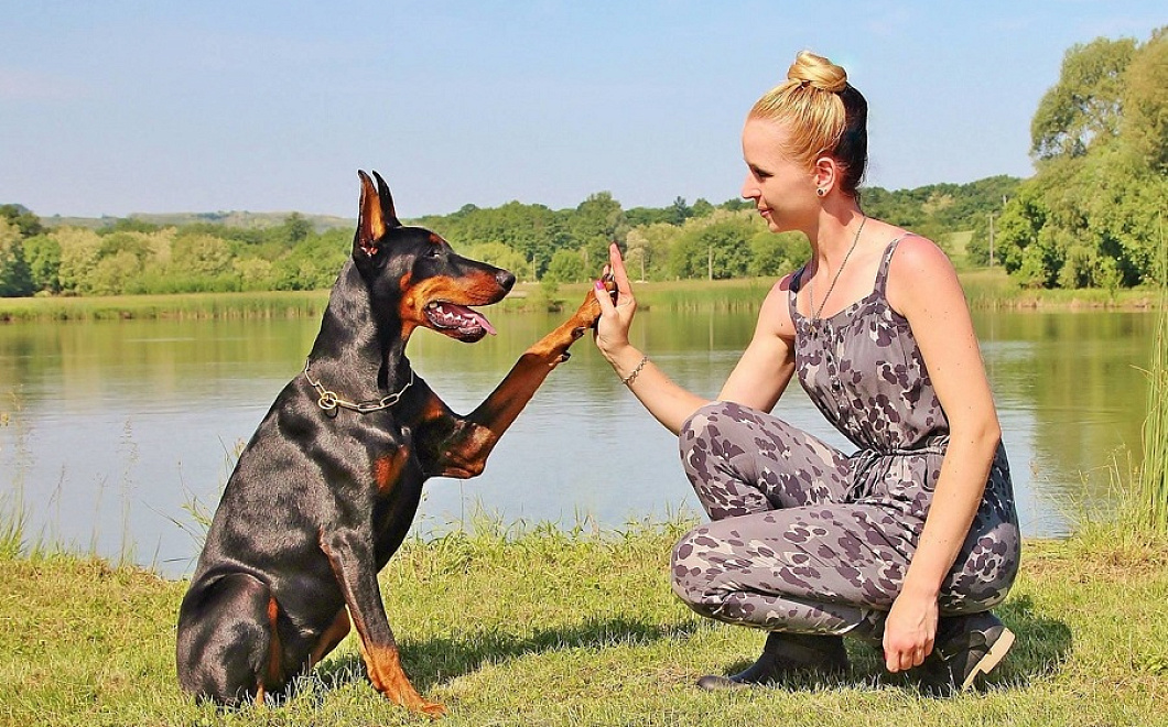 Почему собака дает лапу, даже если ее никто не учил