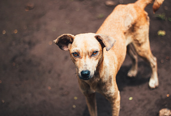 Новая жертва: бродячие собаки продолжают нападать на жителей Краснодара