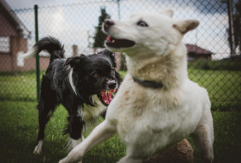 Не пропустите: кинолог рассказал, как распознать первые признаки собачьей агрессии