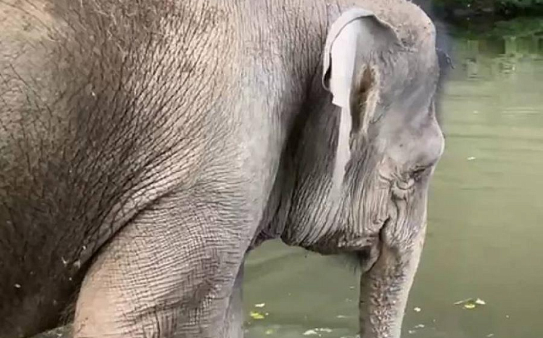 Заслуженный отдых: цирковых слоны приехали в отпуск в Сочи