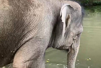 Заслуженный отдых: цирковых слоны приехали в отпуск в Сочи