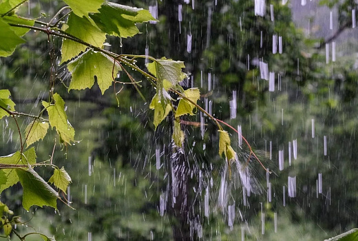 Майские праздники на Кубани начнутся с мощных ливней и падения температур