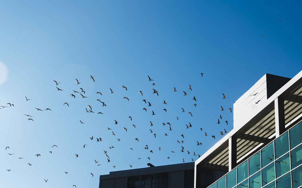 Роспотребнадзор держит на контроле ситуацию с птичьим гриппом