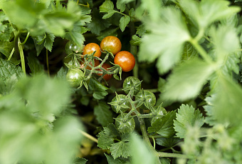 Секреты крепких стеблей: как вырастить мощные помидоры
