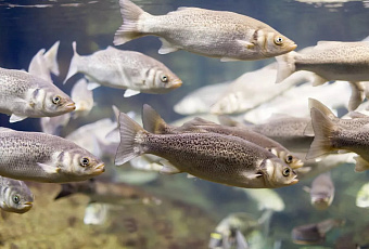Учёные предложили использовать ферменты рыб для мониторинга загрязнения пресноводных водоёмов