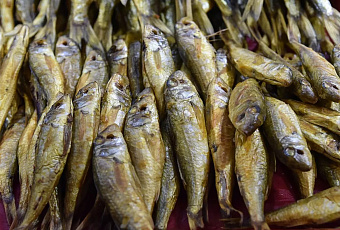 Ученые ЮНЦ РАН изучают генетику опасных паразитов промысловых рыб