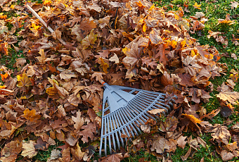 Секрет плодородия и здоровья огорода: чем могут быть полезны опавшие листья