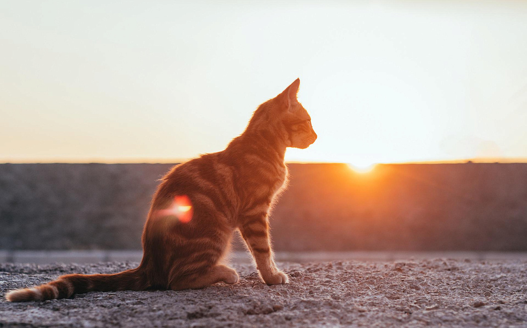 Аномальная жара ожидается в Краснодарском крае