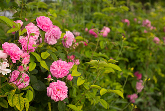 Королевская пересадка: секреты успеха при перемещении роскошных роз