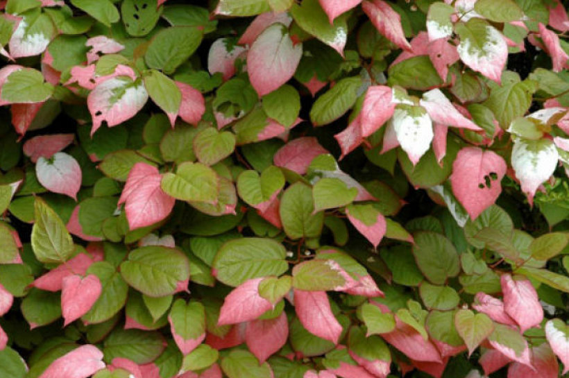 Актинидия - выращивание на садовом участке