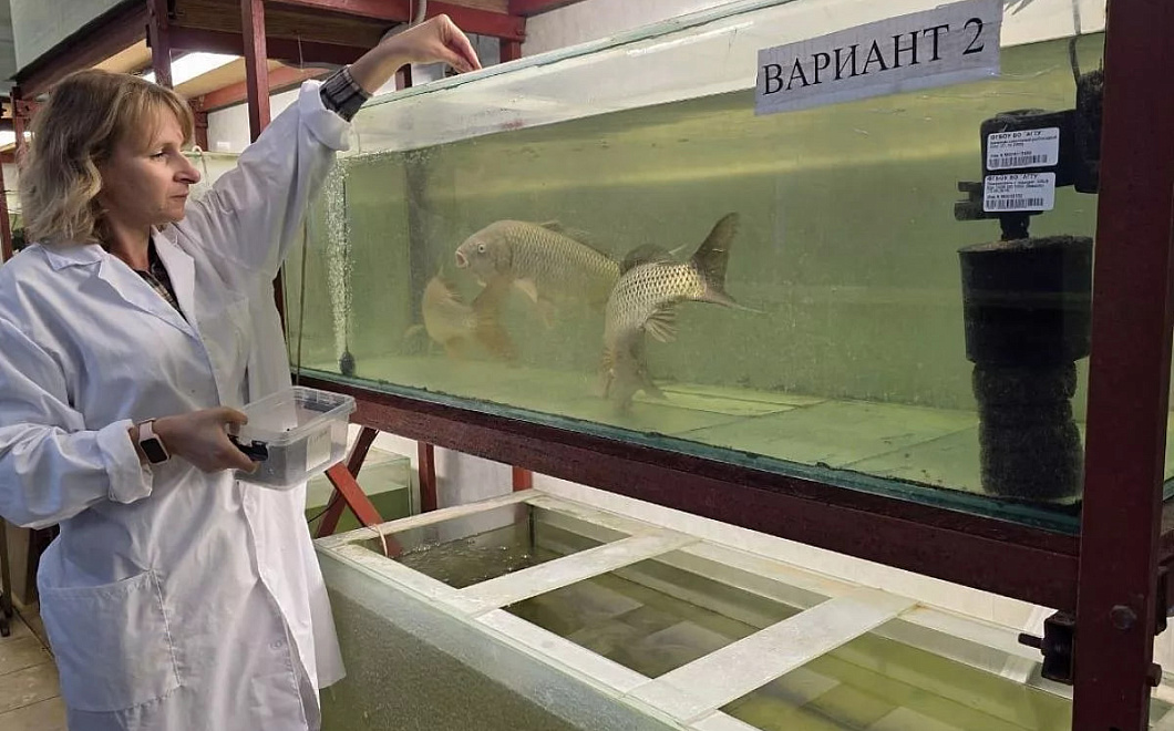 Ученые юга России нашли способ защиты карпа от токсинов с помощью патоки