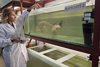 Ученые юга России нашли способ защиты карпа от токсинов с помощью патоки