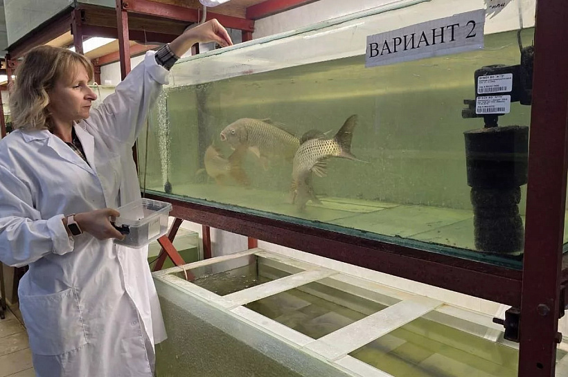 Ученые юга России нашли способ защиты карпа от токсинов с помощью патоки