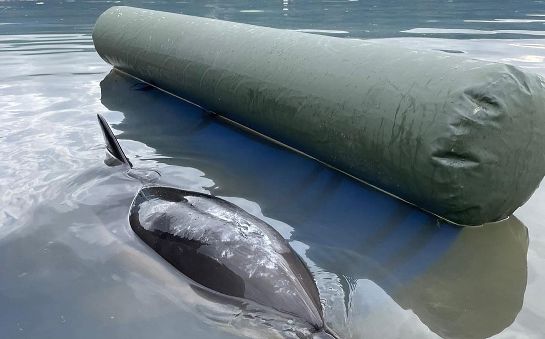 Еще один дельфин погиб у берегов Кубани