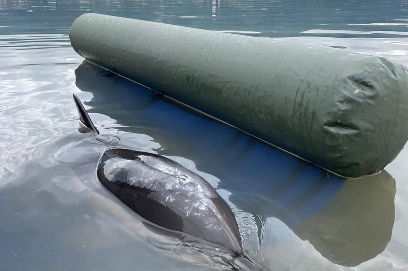 Еще один дельфин погиб у берегов Кубани