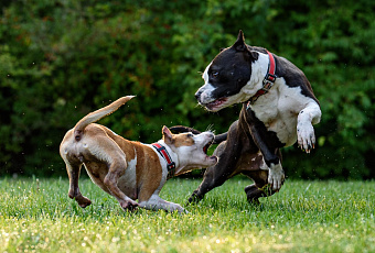 «Четвероногая машина смерти»: в России предложили выдавать разрешения на бойцовских собак только после специальных курсов