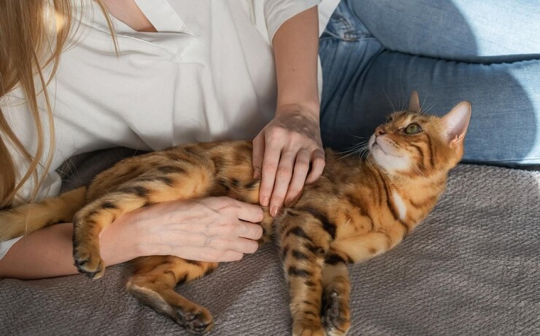 Против шерсти не гладить: какие ошибки чаще допускают, заядлые кошатники, пытаясь сделать животному приятно