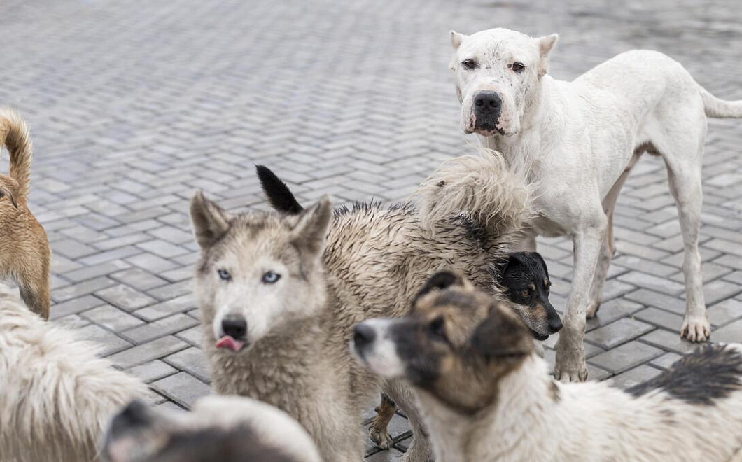 Глава СКР взял на контроль дело о нападениях собаки на кубанских школьников
