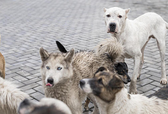 Глава СКР взял на контроль дело о нападениях собаки на кубанских школьников