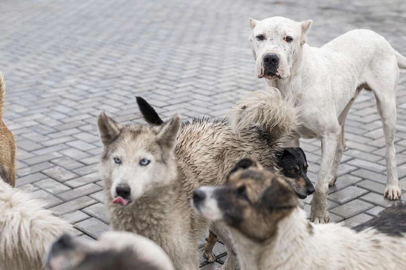 Глава СКР взял на контроль дело о нападениях собаки на кубанских школьников