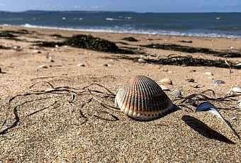 Ученые подтвердили высокую способность Азовского моря к самоочищению