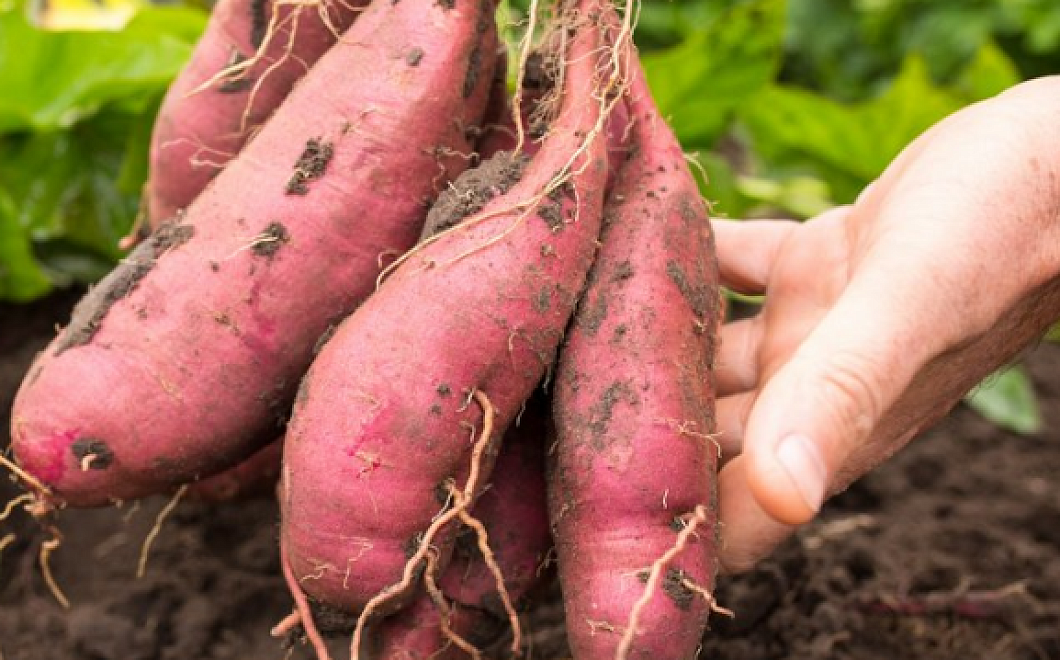 Как вырастить батат на садовом участке
