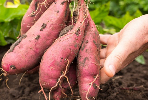 Как вырастить батат на садовом участке