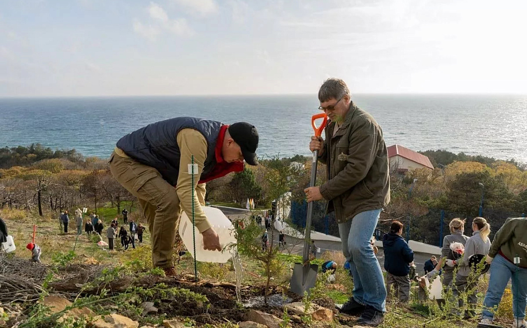 На месте пожара в Абрау-Дюрсо высадили 160 краснокнижных можжевельников