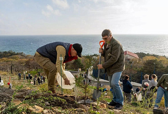 На месте пожара в Абрау-Дюрсо высадили 160 краснокнижных можжевельников