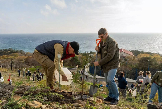 На месте пожара в Абрау-Дюрсо высадили 160 краснокнижных можжевельников